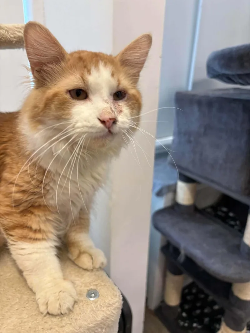 An adult medium-sized male Domestic Medium Hair cat named Asher for adoption in Chicago, IL