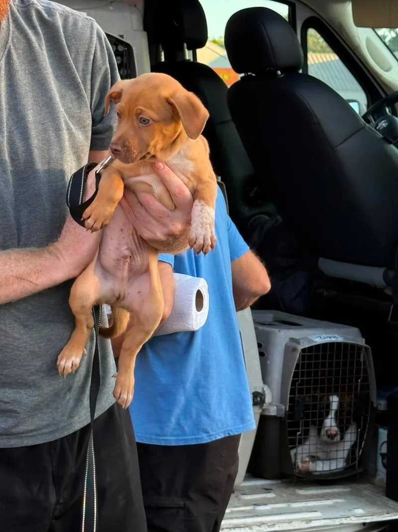 A baby medium-sized male Mixed Breed dog named Thorne for adoption in Holbrook, NY