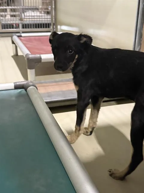 A young small-sized female Chihuahua dog named Bayella for adoption in Bakersfield, CA