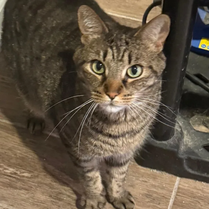 A senior small-sized male Brown / Chocolate Domestic Short Hair cat named Benji for adoption in Melbourne, KY