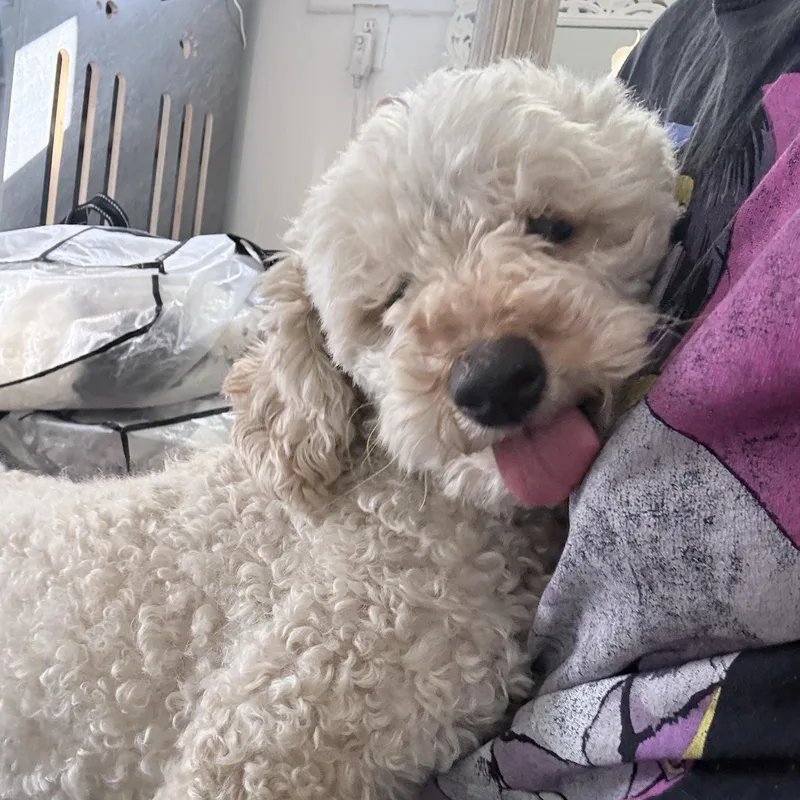 Mr. Fluffy Maddy thumbnail 4