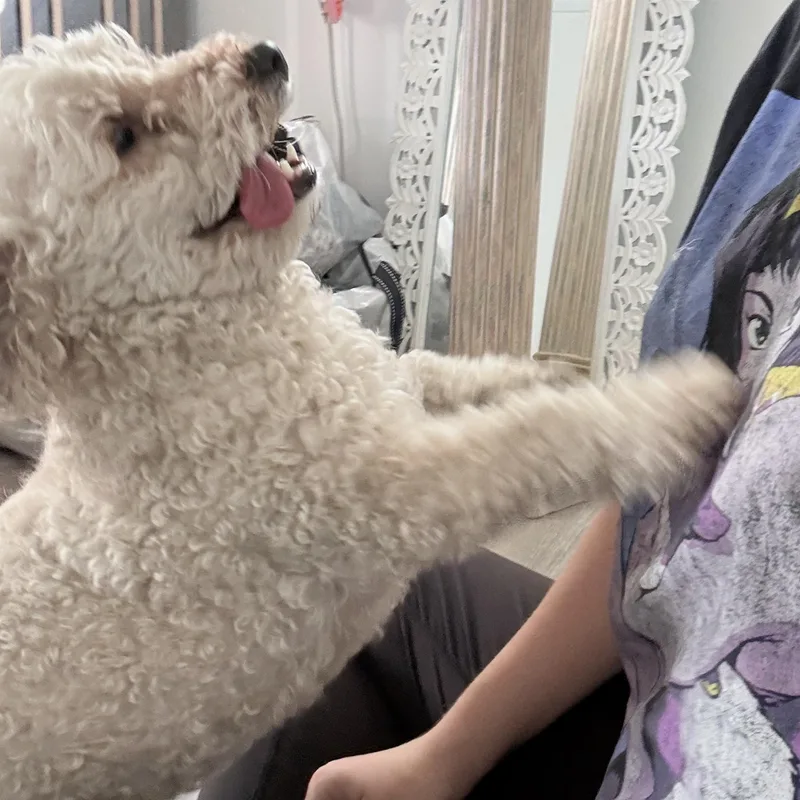 Mr. Fluffy Maddy thumbnail 6