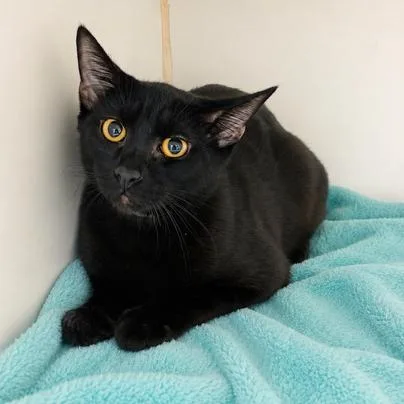 A baby medium-sized male Black Domestic Short Hair cat named Pan for adoption in Hawthorne, CA