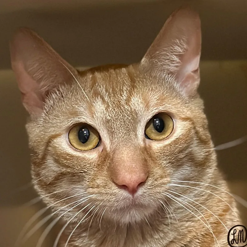 An adult medium-sized male Orange / Red Domestic Short Hair cat named Franklin for adoption in Victor, NY