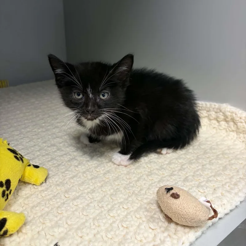 A baby medium-sized male Black & White / Tuxedo Domestic Short Hair cat named Syrup for adoption in Nevada, MO