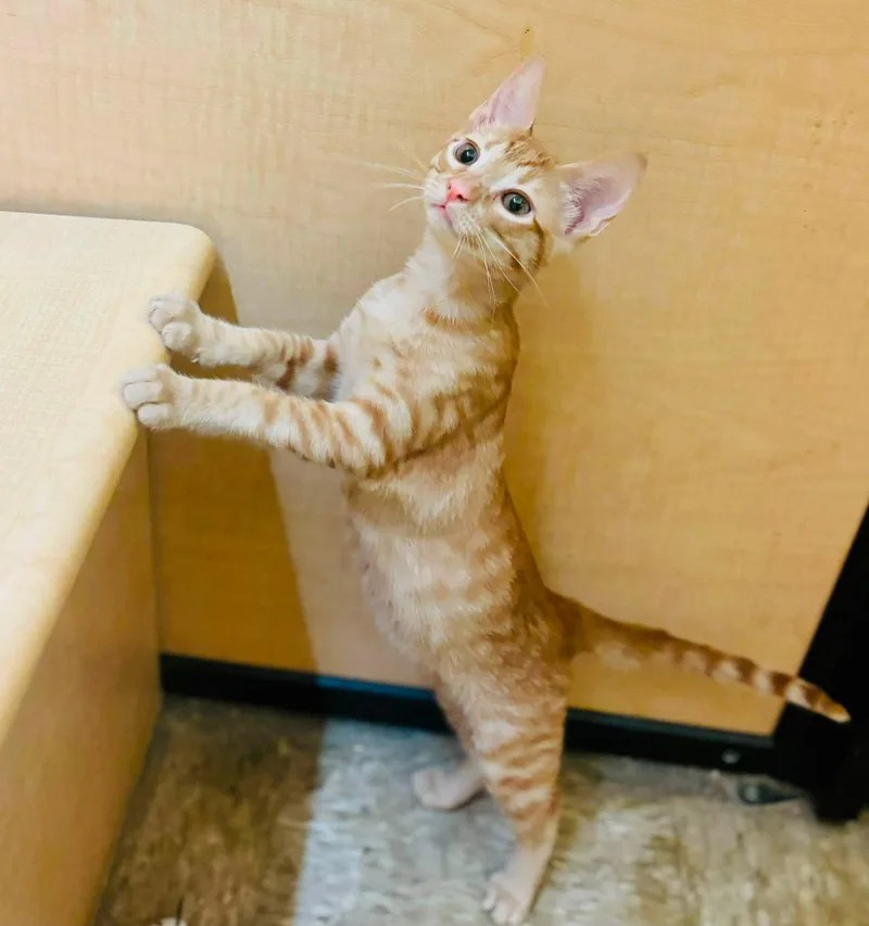 A young medium-sized male Domestic Short Hair cat named Linus for adoption in Mansfield, TX