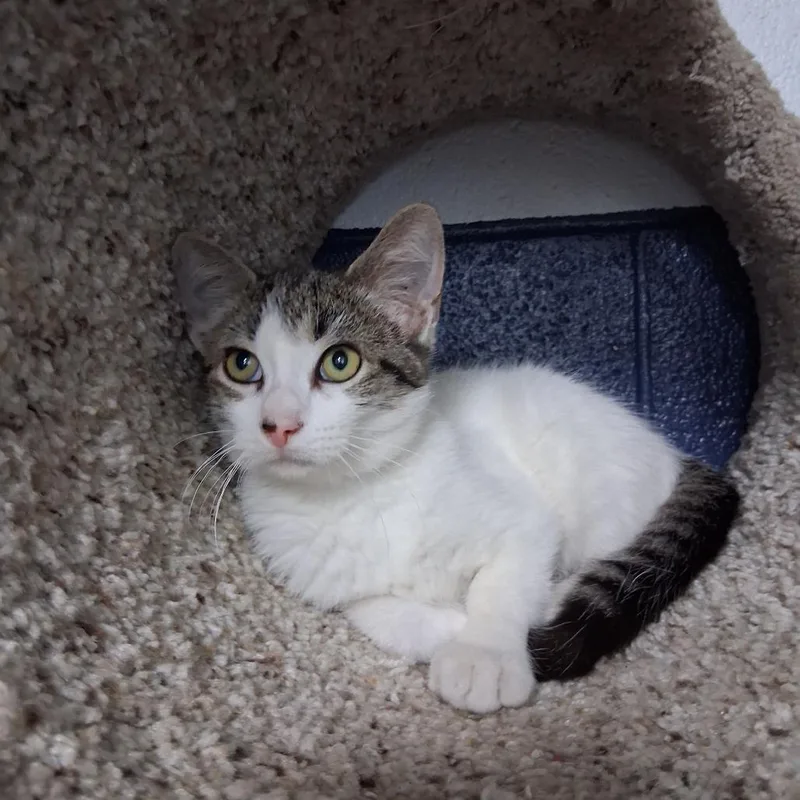 A baby small-sized male White Domestic Short Hair cat named Grumby for adoption in Independence, KS