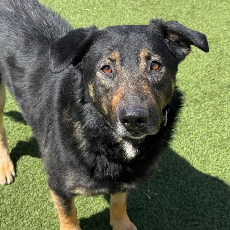 An adult large-sized female Black German Shepherd Dog dog named Kira for adoption in Santa Barbara, CA