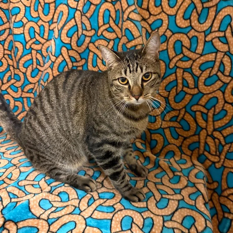 A young large-sized male Domestic Short Hair cat named Springs for adoption in Newberg, OR