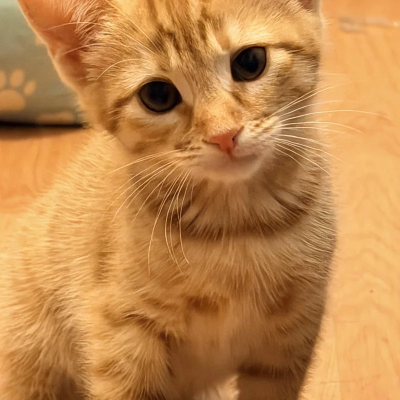 A young small-sized female Orange / Red American Shorthair cat named Nevee for adoption in Tracy, CA