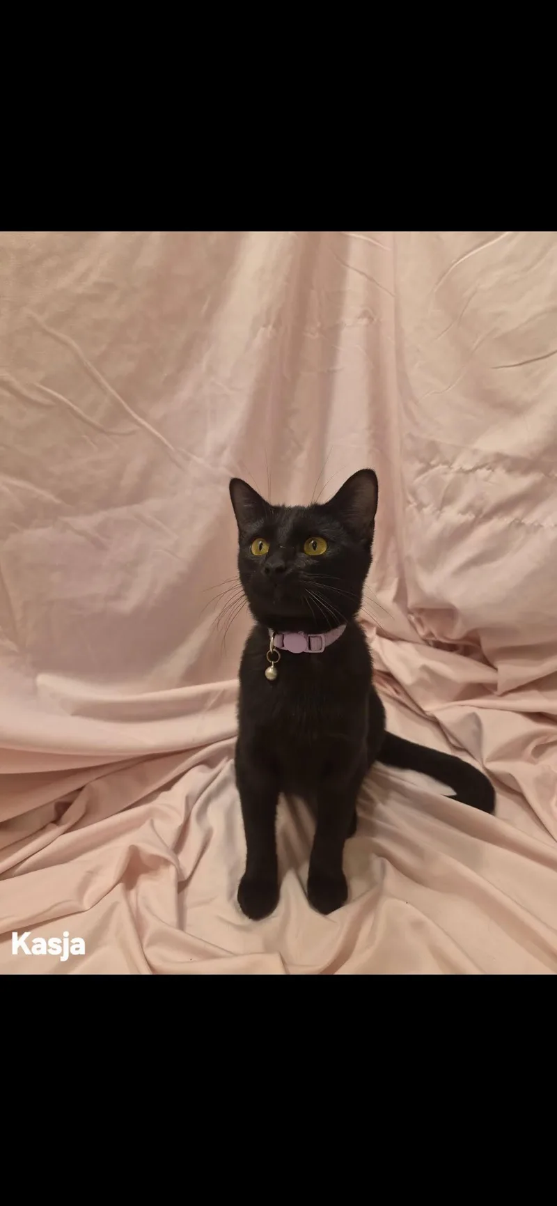 A young medium-sized female Black Domestic Short Hair cat named Kasja for adoption in Arlington, TX