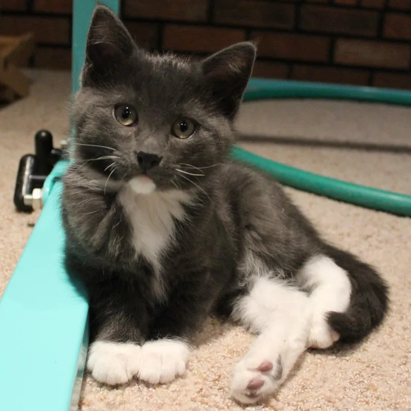 A baby small-sized female Gray / Blue / Silver Domestic Short Hair cat named Honey for adoption in Laramie, WY