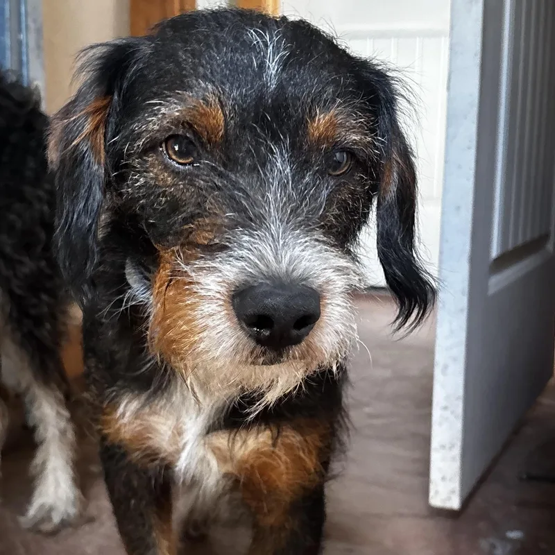 A young medium-sized male Tricolor (Brown, Black, & White) Aussiedoodle dog named Hudson & Hunter for adoption in Huntington, NY