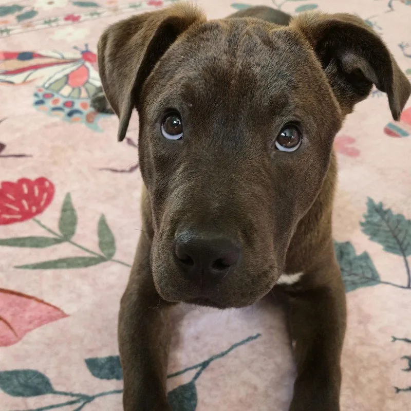 A baby medium-sized male Terrier dog named Jj for adoption in Dallas, TX