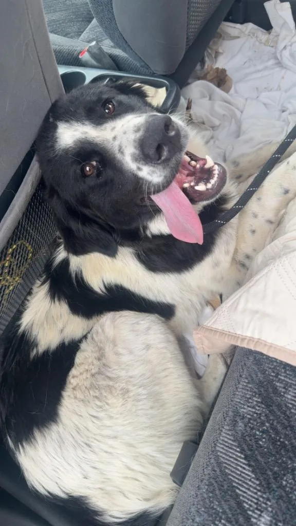 A young large-sized female Mixed Breed dog named Kay for adoption in Columbia, TN