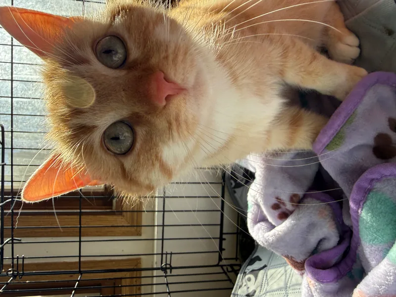 Priscilla thumbnail 2