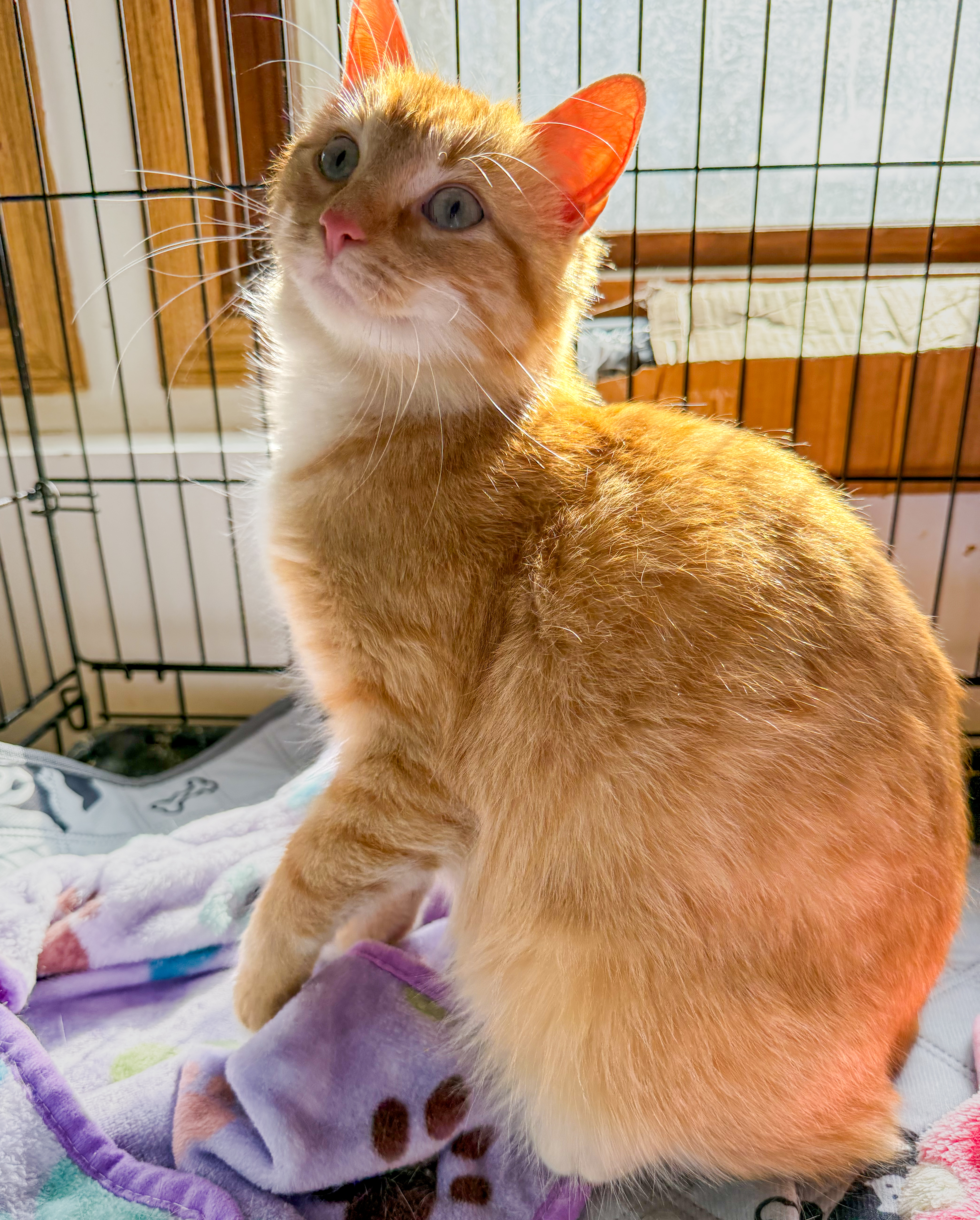 Priscilla thumbnail 3