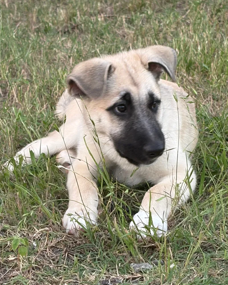 A baby small-sized male Brown German Shepherd Dog dog named Wiley for adoption
