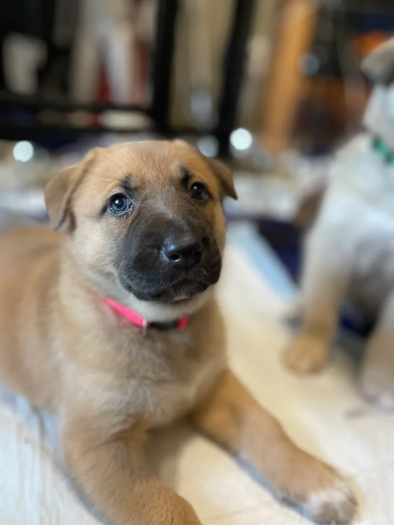 Wisteria thumbnail 2