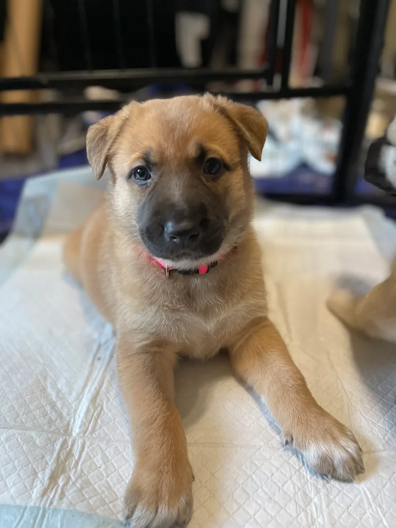 Wisteria thumbnail 3