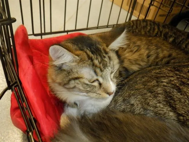 A young medium-sized male Domestic Short Hair cat named Clyde for adoption in San Jose, CA