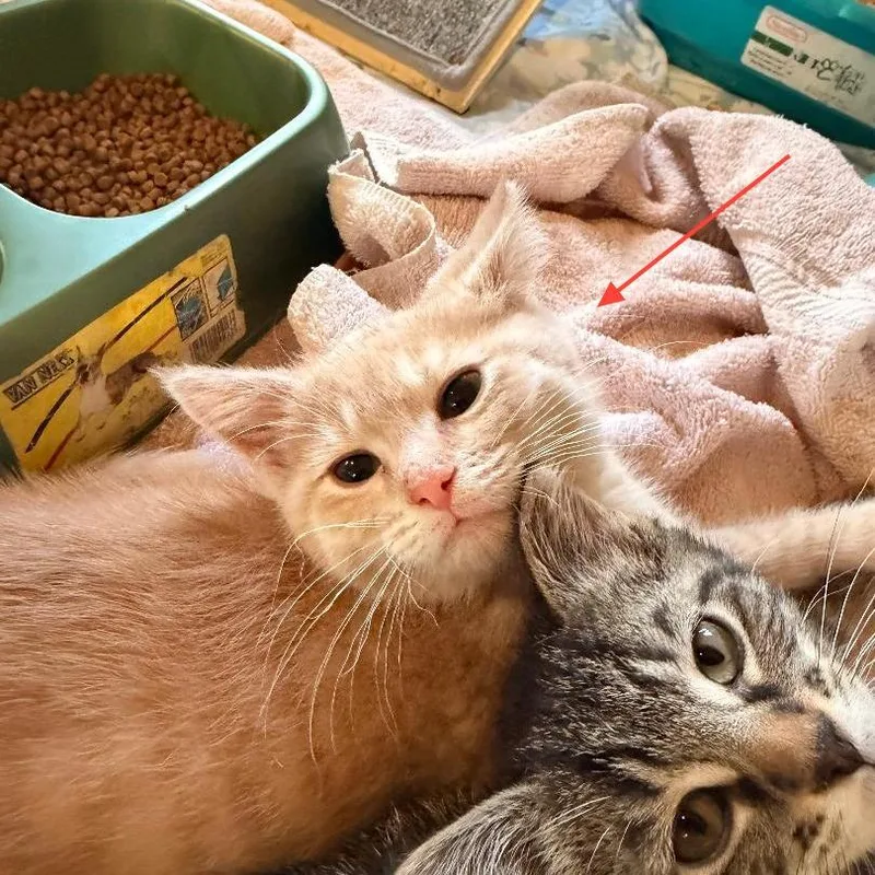 A baby small-sized male Buff / Tan / Fawn Domestic Short Hair cat named Gideon for adoption in Park Falls, WI