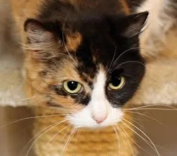 A young medium-sized female Calico cat named Delilah for adoption in Houston, TX