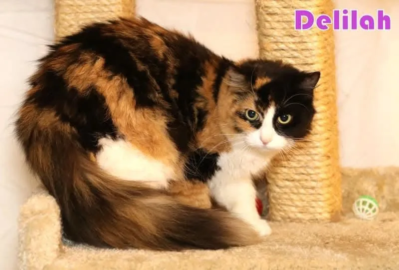 Delilah thumbnail 2