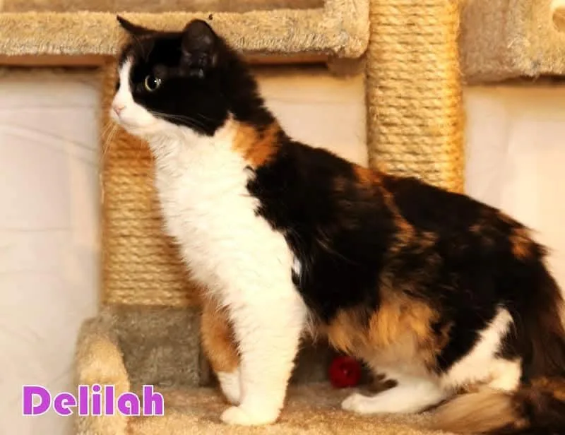 Delilah thumbnail 3