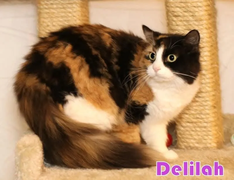 Delilah thumbnail 4
