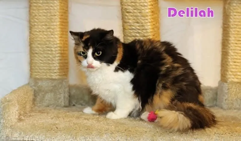 Delilah thumbnail 5