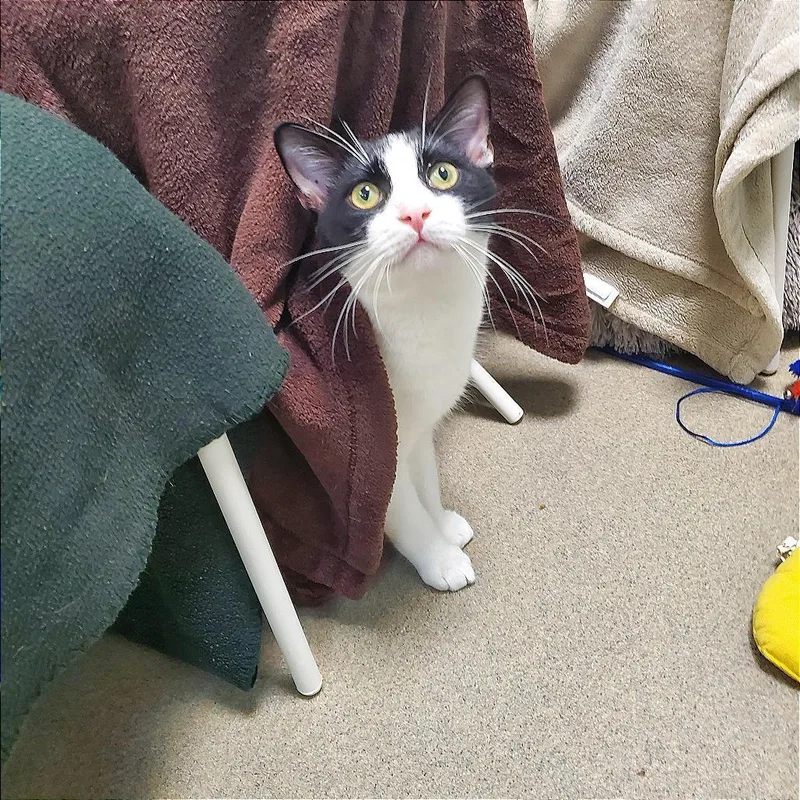 A young medium-sized male Domestic Short Hair cat named Penguin  Bonded to for adoption in Fredericksburg, VA