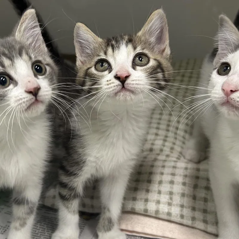 A baby small-sized female White Domestic Medium Hair cat named Rocket for adoption in Charleston, WV