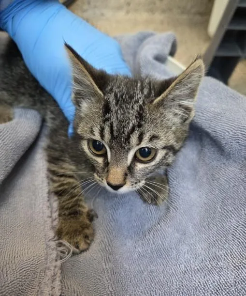 A baby small-sized female Domestic Medium Hair cat named Sunflower for adoption in Brighton, CO