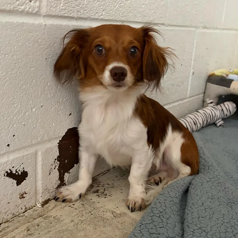A young small-sized male Yellow / Tan / Blond / Fawn Chihuahua dog named Link for adoption in Grand Junction, CO