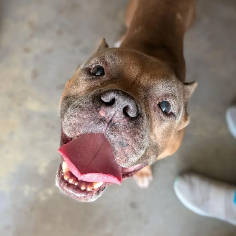 An adult medium-sized male Yellow / Tan / Blond / Fawn American Bully dog named Danny DeVito for adoption in Ocala, FL