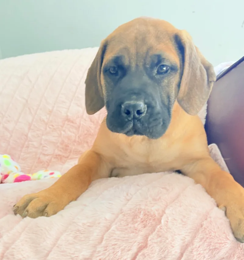 A baby small-sized unknown Fawn Great Dane dog named Mae-Mae for adoption