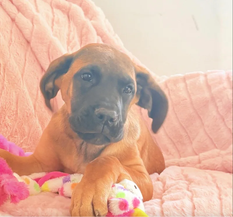 A baby small-sized female Great Dane dog named Dorthy-Dory for adoption