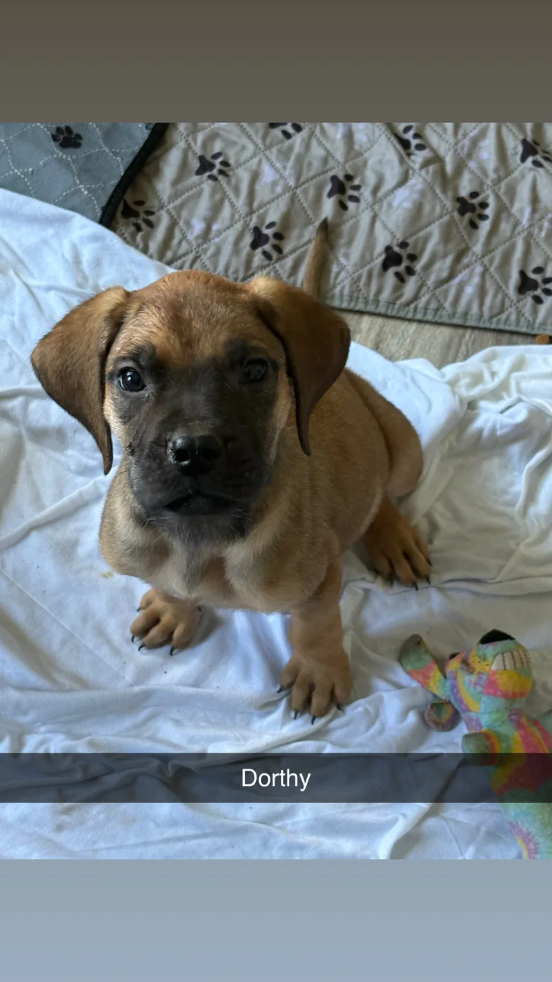 Dorthy
