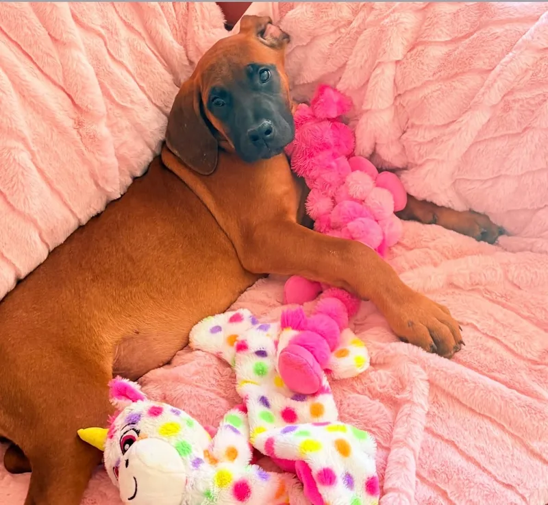 A baby small-sized female Fawn Great Dane dog named Ethel-Edy for adoption