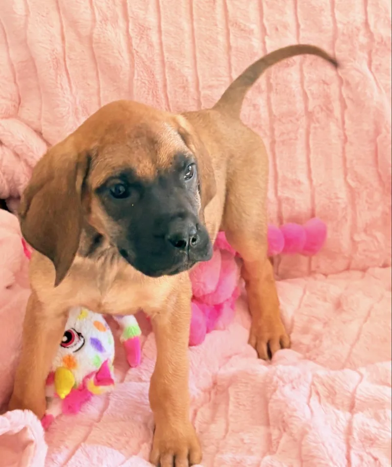 An unknown small-sized female Fawn Great Dane dog named Goldie-Leelee for adoption