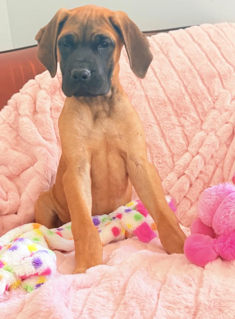 A baby small-sized female Fawn Great Dane dog named Lillian-Lily for adoption