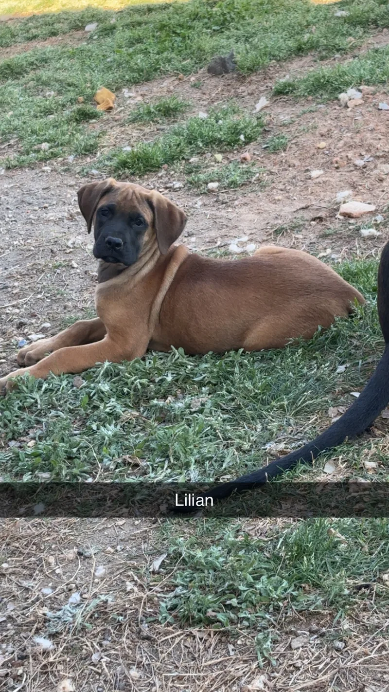 Lillian