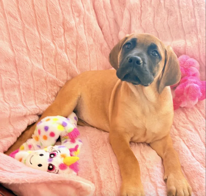 A baby small-sized female Fawn Great Dane dog named Ginger-Gin for adoption