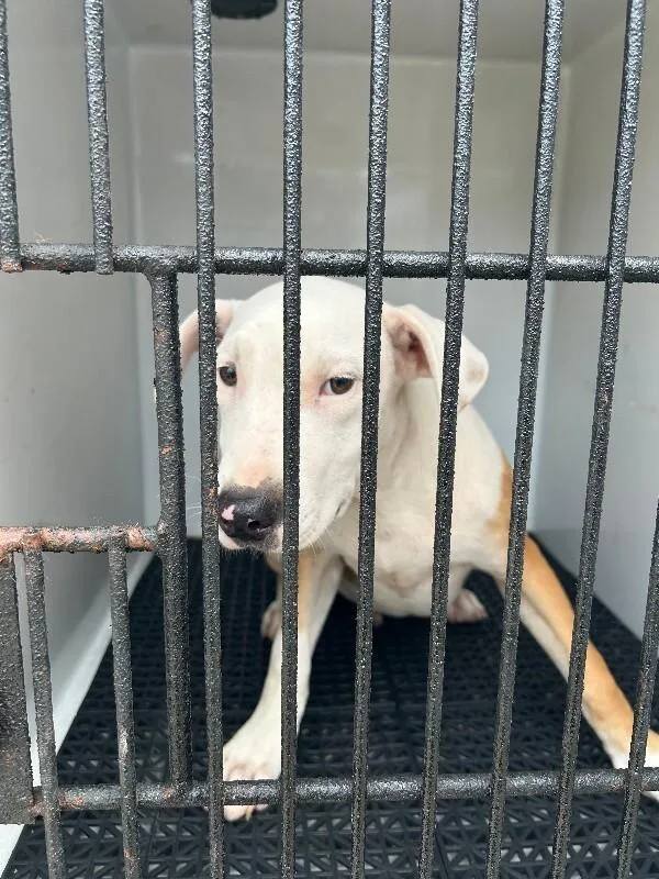 An adult medium-sized male Yellow / Tan / Blond / Fawn American Bulldog dog named Whopper for adoption in Mobile, AL