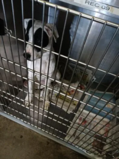 A young medium-sized female Pit Bull Terrier dog named Spot for adoption in Los Angeles, CA
