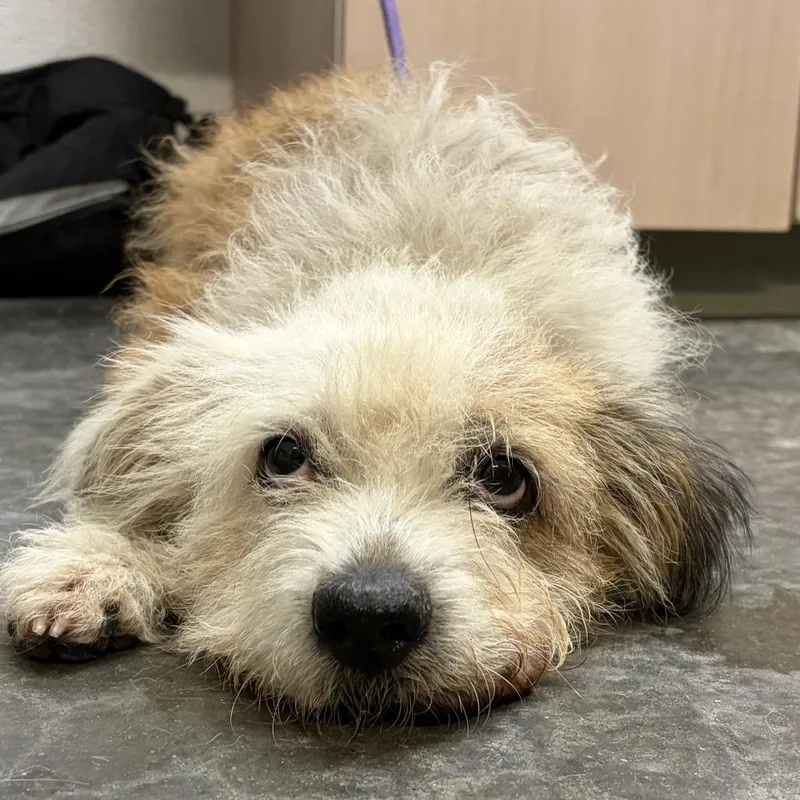 An adult small-sized female Terrier dog named Cookie for adoption in Evensville, TN