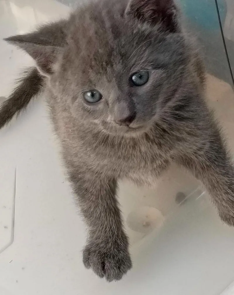 A baby small-sized male Domestic Short Hair cat named Louden for adoption in Urbandale, IA