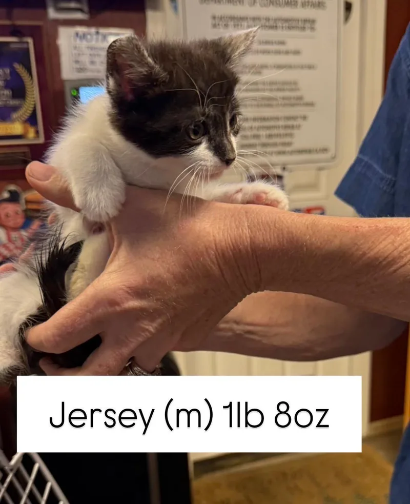 Jersey thumbnail 2