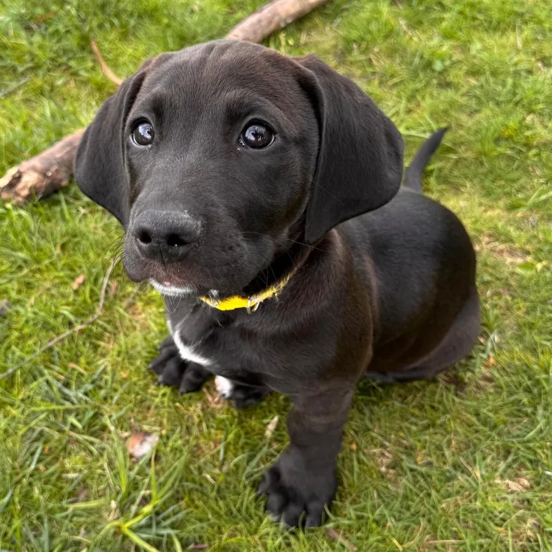 A baby medium-sized male Basset Hound dog named Norman for adoption in Columbus, OH